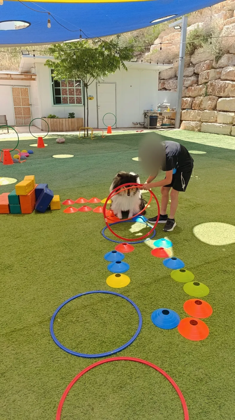 מסלול אתגרים צבעוני על הדשא עם כלב